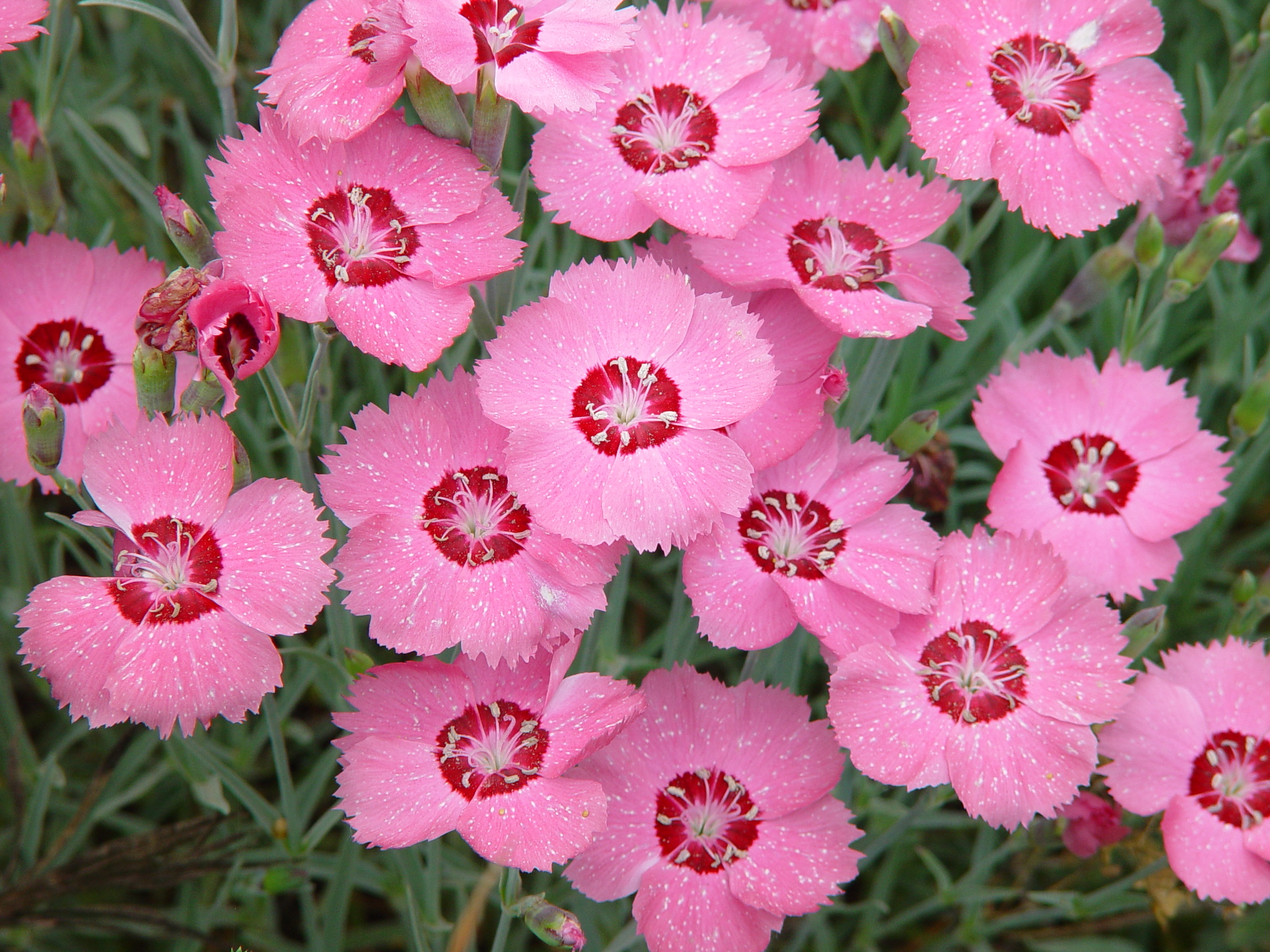 Dianthus plumarius 'Pink jewel'